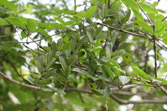 Dioscorea pentaphylla